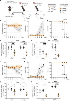 A single-dose MCMV-based vaccine elicits long-lasting immune protection in mice against distinct SARS-CoV-2 variants
